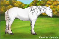 Horse Color:Gray White Spotted Black  Brindle
