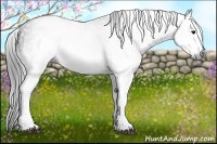 Horse Color:Gray White Spotted Black  Brindle