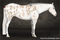 Horse Color:Chocolate Palomino Pearl Appaloosa