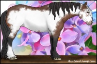 Horse Color:Bay Frame Rabicano 