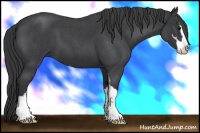 Horse Color:Blue Roan Sabino 