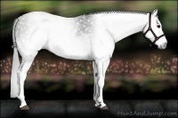 Horse Color:Gray White Spotted Black  Brindle