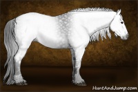 Horse Color:Gray White Spotted Black  Brindle