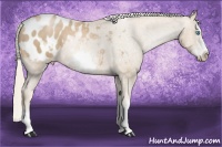 Horse Color:Chocolate Palomino Pearl Splash Frame Appaloosa