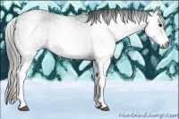 Horse Color:Gray White Spotted Black  Brindle