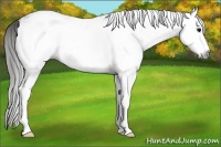 Horse Color:Gray White Spotted Black  Brindle