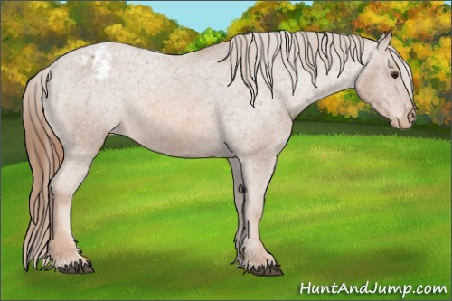 Horse Color: Chestnut Snowcap 