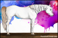 Horse Color:Gray White Spotted Black  Brindle