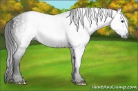 Horse Color:Gray White Spotted Black  Brindle