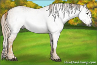 Horse Color:Gray White Spotted Black  Brindle