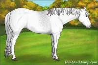 Horse Color:Gray White Spotted Black  Brindle