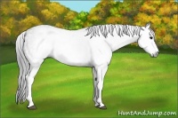 Horse Color:Gray White Spotted Black  Brindle
