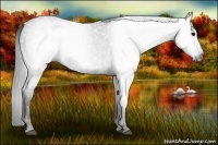 Horse Color:Gray White Spotted Black  Brindle