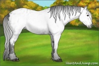 Horse Color:Gray White Spotted Black Blanket  Brindle