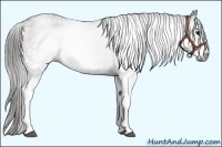 Horse Color:Gray White Spotted Grullo  Brindle