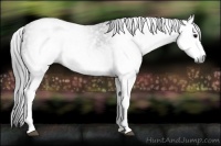 Horse Color:Gray White Spotted Black  Brindle