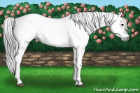 Horse Color:Gray White Spotted Black  Brindle