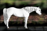 Horse Color:Gray White Spotted Black  Brindle
