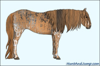Horse Color:Gray White Spotted Black  Brindle
