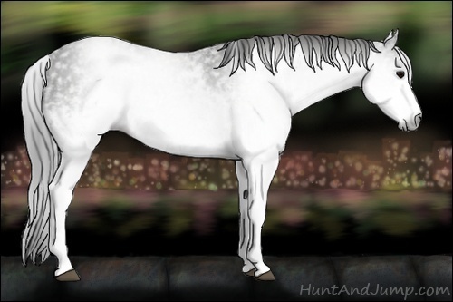 Horse Color:Gray White Spotted Black  Brindle