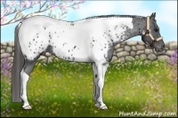 Horse Color:Black Tobiano Near Leopard 
