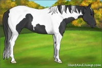 Horse Color:Black Tobiano