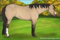 Horse Color:Buckskin Dun 