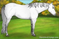 Horse Color:Gray White Spotted Black  Brindle