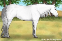 Horse Color:Gray White Spotted Black  Brindle