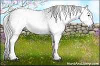 Horse Color:Gray White Spotted Black  Brindle