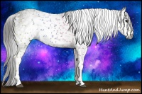 Horse Color:Gray White Spotted Black  Brindle