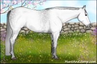 Horse Color:Gray White Spotted Black  Brindle