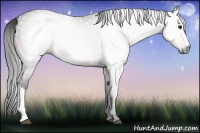 Horse Color:Gray Bay 