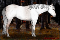 Horse Color:Gray Bay 