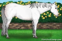 Horse Color:Gray Bay 