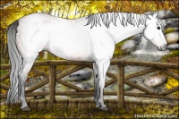 Horse Color:Gray Buckskin Roan 