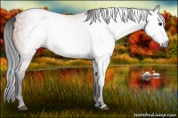 Horse Color:Gray Bay 