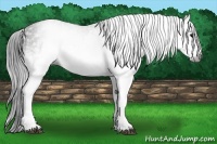 Horse Color:Gray White Spotted Black  Brindle