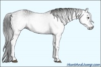Horse Color:Gray White Spotted Black  Brindle
