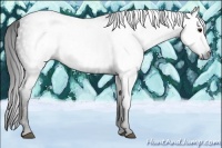 Horse Color:Gray White Spotted Black  Brindle