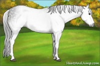Horse Color:Gray White Spotted Black  Brindle
