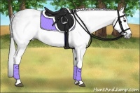 Horse Color:Gray White Spotted Black  Brindle