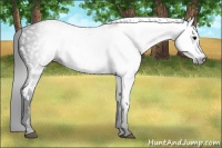 Horse Color:Gray White Spotted Black  Brindle