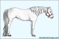 Horse Color:Gray White Spotted Black  Brindle
