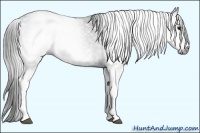 Horse Color:Gray White Spotted Black  Brindle