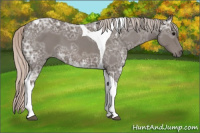 Horse Color:Silver Blue Ice Roan Tobiano 