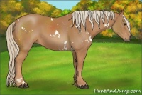 Horse Color:White Spotted Chestnut 