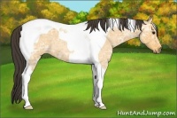 Horse Color:Buckskin Ice Roan Tobiano 