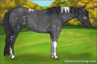 Horse Color:Black Tobiano 