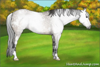 Horse Color:Gray White Spotted Brown Dun